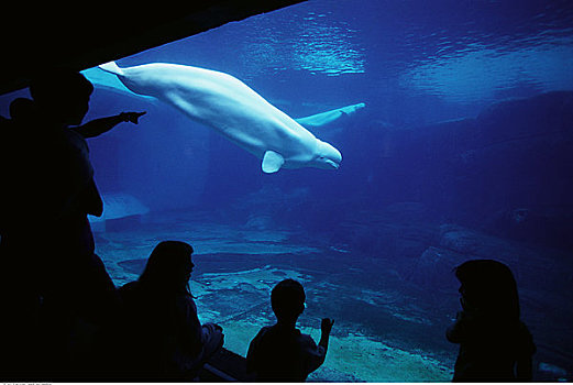 人,看,鲸,温哥华水族馆,温哥华,不列颠哥伦比亚省