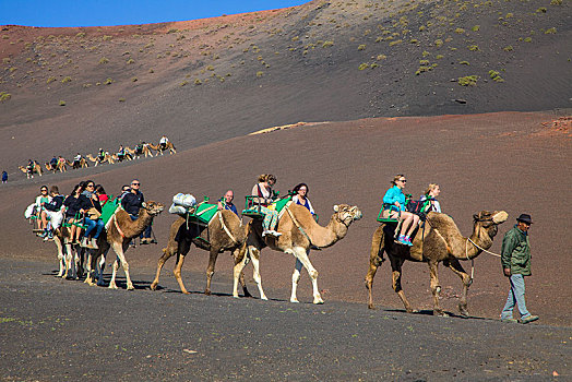 旅游,乘,单峰骆驼,火山,蒙大拿,蒂玛法雅国家公园,兰索罗特岛,加纳利群岛,西班牙,欧洲