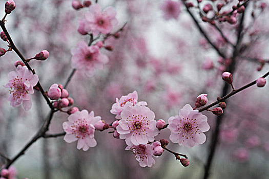 碧桃花开