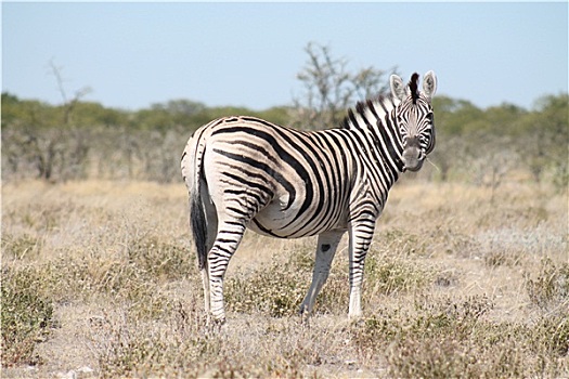 纳米比亚,斑马
