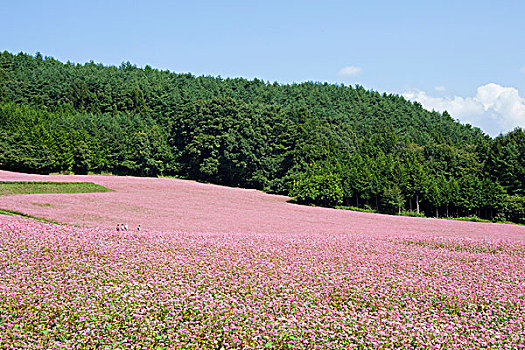 荞麦田,长野,日本,亚洲