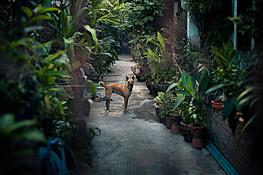 狗,繁茂,花园