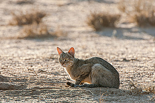 非洲,野猫科动物,坐在地上,卡拉哈迪大羚羊国家公园,北开普,南非