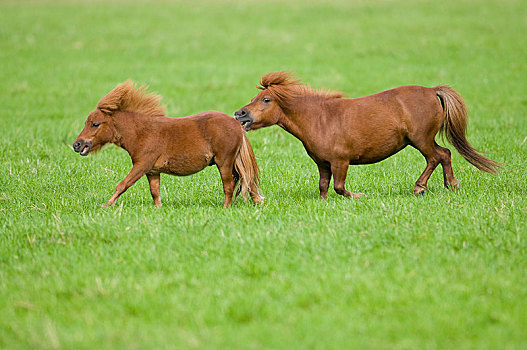 两个,小型,设得兰矮种马,草场,巴伐利亚,德国,欧洲