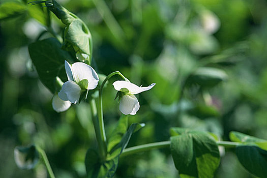 蓝色,豌豆,花