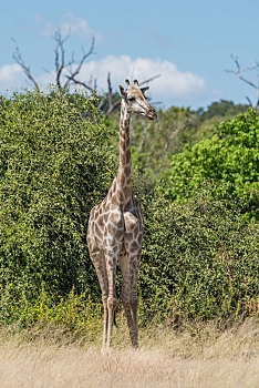 南非,长颈鹿,站立,灌木丛,后面
