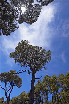 西班牙,加纳利群岛,松树