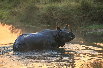 印度独角犀牛图片
