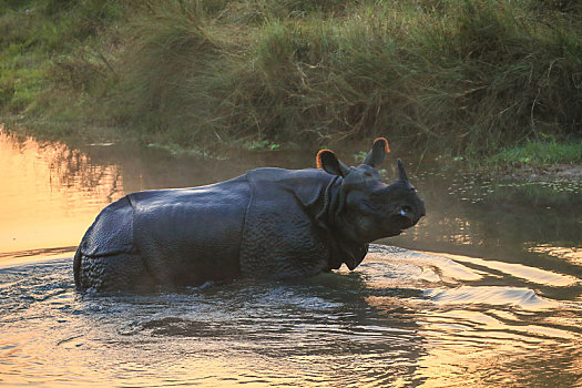 尼泊尔奇特旺国家公园的犀牛