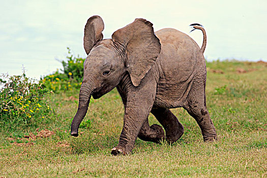 非洲象,小动物,跑,阿多大象国家公园,东开普省,南非,非洲
