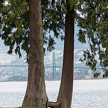 树,狮子,大门,桥,背景,温哥华,不列颠哥伦比亚省,加拿大