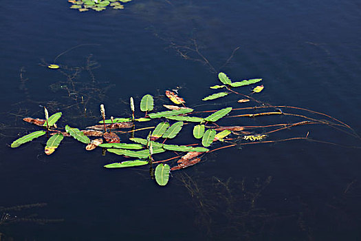 野生水草