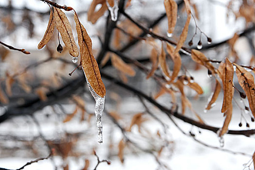 冰冻,叶子,树,冬天