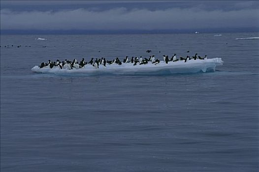 海雀,浮冰,斯瓦尔巴特群岛