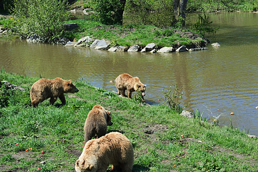 棕熊,家族,吃,玩