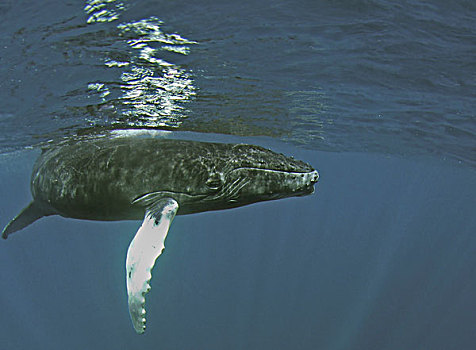 驼背鲸,大翅鲸属,鲸鱼,水下,特克斯和凯科斯群岛