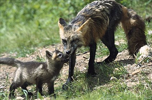 红狐,狐属,母亲,色彩,请求,北美