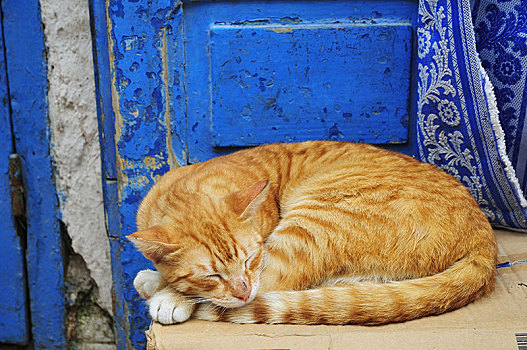 红色,虎斑猫,睡觉,正面,蓝色,门,摩洛哥,非洲
