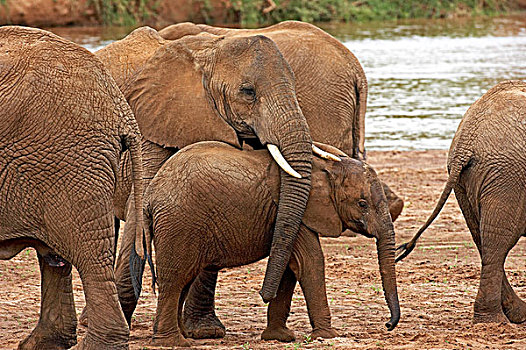 非洲象,牧群,站立,靠近,河,公园,肯尼亚