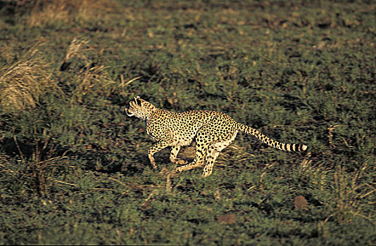 印度豹,猎豹,成年,跑,马赛马拉,公园,肯尼亚