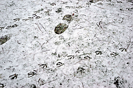 鞋,印记,脚印,鸟,苗条,覆雪,草地