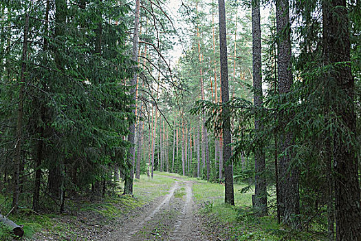 野外,俄罗斯,松树,树林,原野,自然,神秘
