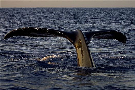 阿拉斯加,弗雷德里克湾,驼背鲸,大翅鲸属
