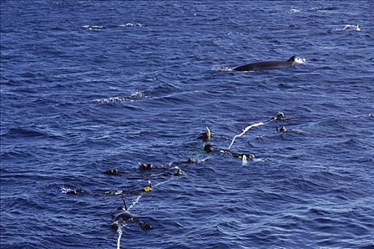 矮小,小须鲸,调查,研究人员,游客,联结,线条,靠近,大堡礁,澳大利亚