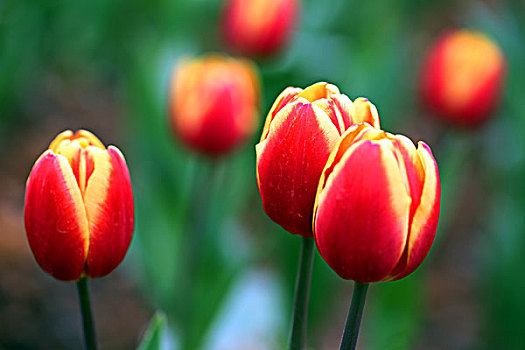 郁金香花海