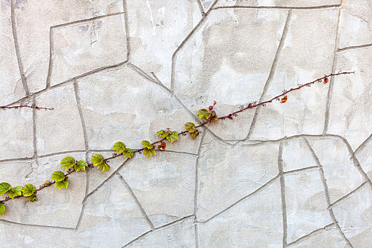 细枝,攀缘植物,混凝土墙