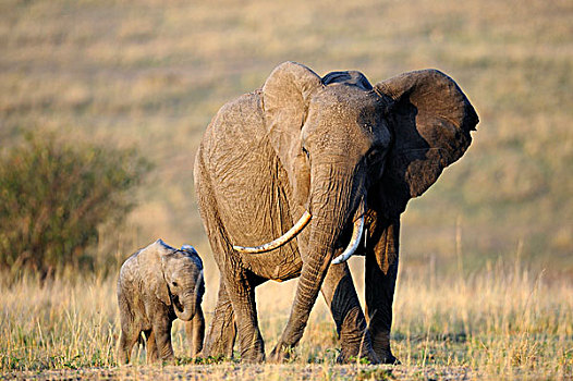 非洲,大象,母牛,幼兽,第一,亮光,黎明,马赛马拉国家保护区,肯尼亚,东非
