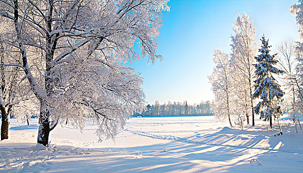 冬天,公园,雪中