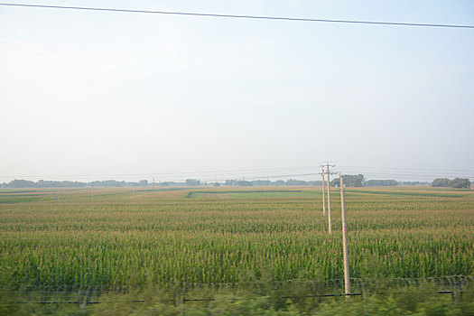 玉米地