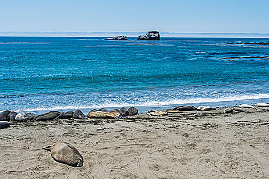 海豹,生物群,海滩,大,加利福尼亚,美国