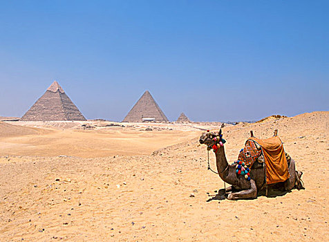 骆驼,休息,金字塔,埃及