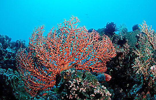 海扇,珊瑚礁,巴厘岛,印度洋,印度尼西亚