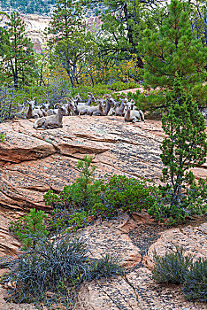 牧群,大角羊,岩石上,锡安国家公园,犹他,美国,北美