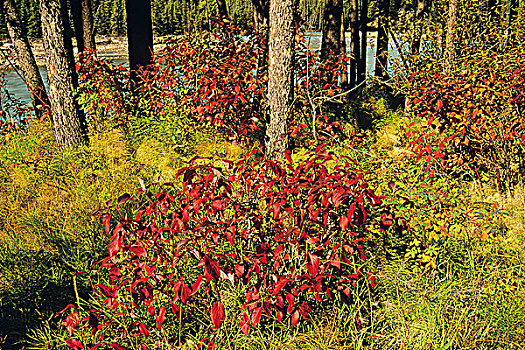 山茱萸,幽鹤国家公园,不列颠哥伦比亚省,加拿大