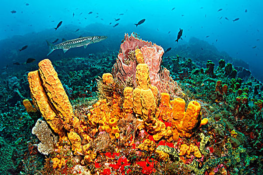 礁石,风景,黄色,海绵,梭鱼,小,多巴哥岛,斯佩塞德,特立尼达和多巴哥,小安的列斯群岛,加勒比海