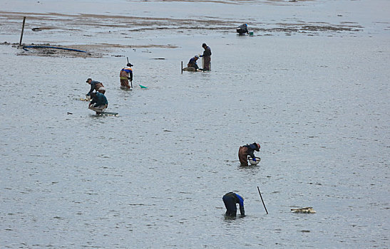 山东省日照市,渔民用神器在浅海里淘蛤蜊苗