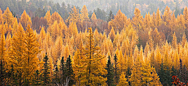 树林,叶子,安大略省,加拿大