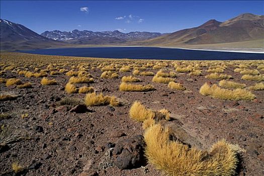 智利,高原,泻湖