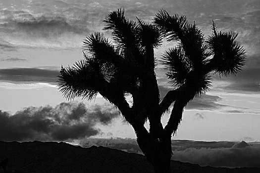 日落,约书亚树国家公园,加利福尼亚,美国