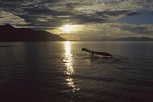 驼背鲸,大翅鲸属,鲸鱼,尾部,日落,东南阿拉斯加
