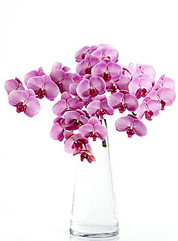 粉色,兰花,玻璃花瓶