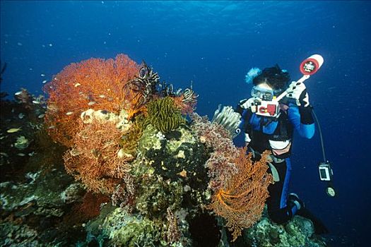 潜水,摄影,珊瑚,装饰,海百合,柳珊瑚目海扇,岛屿,巴厘岛,印度尼西亚