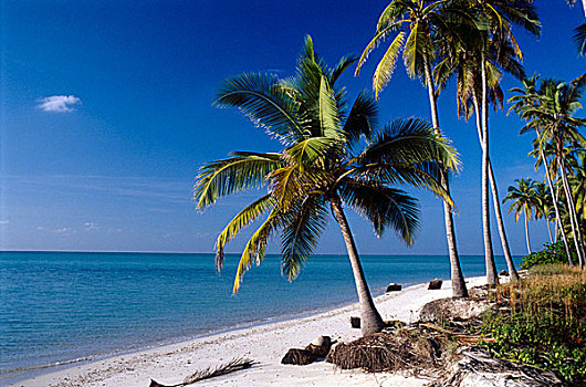 风景,棕榈树,海滩,远眺,海洋,印度南部