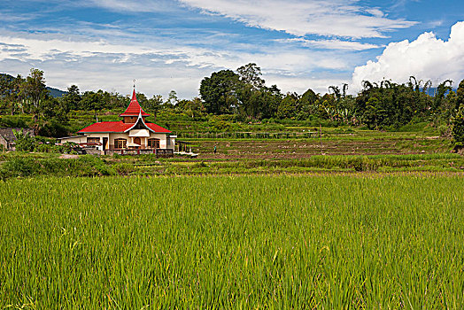 居住环境,稻田,靠近,苏门答腊岛,印度尼西亚