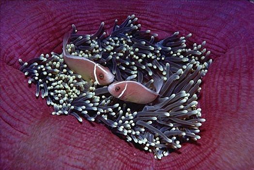 粉红海葵鱼,一对,华美,海葵,公主海葵,巴布亚新几内亚