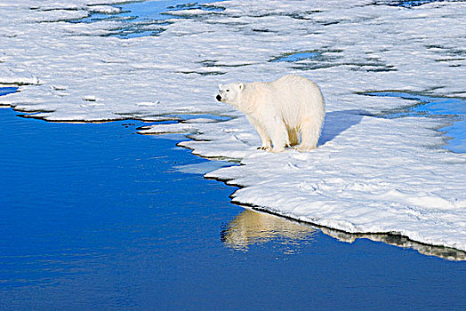 成年,北极熊,猎捕,冰,边缘,斯瓦尔巴群岛,北极,挪威